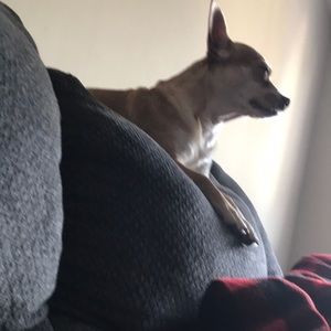 Meet your Posher, Kenaz